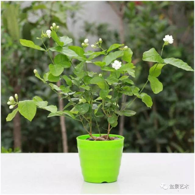 【盆景艺术】茉莉花盆栽和管理方法