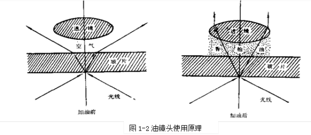 实验一:显微镜的结构与使用—医学免疫学实验指导