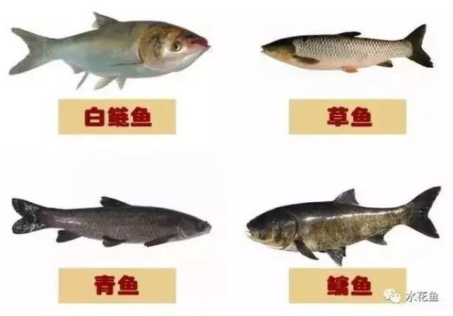 我们通常说的四大家鱼:青鱼,草鱼,鲢鱼,鳙鱼中,鲢鱼指的就是白鲢,鳙鱼