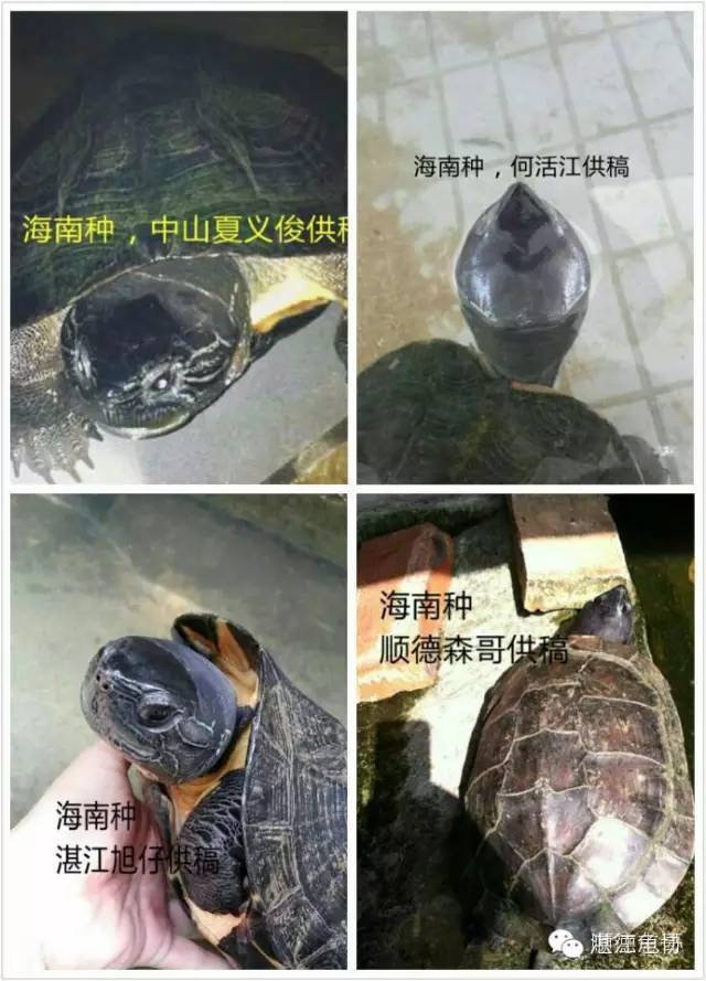 浅谈黑颈乌龟的分类