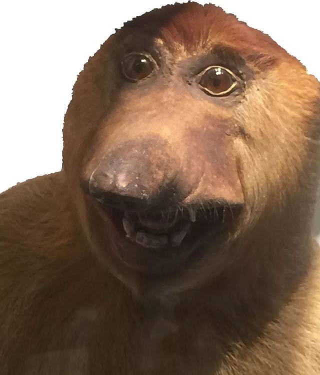 你们那些时装设计大师,一定是人手一本《鸟鉴