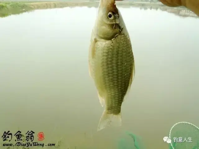 尾巴很长的鲫鱼是什么鱼 ec8b26cec09b4e668933b79b38d9faea.jpg