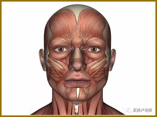 面部的肌肉有表情肌和咀嚼肌,其中对外形影响较大的是咬肌和颞肌,与