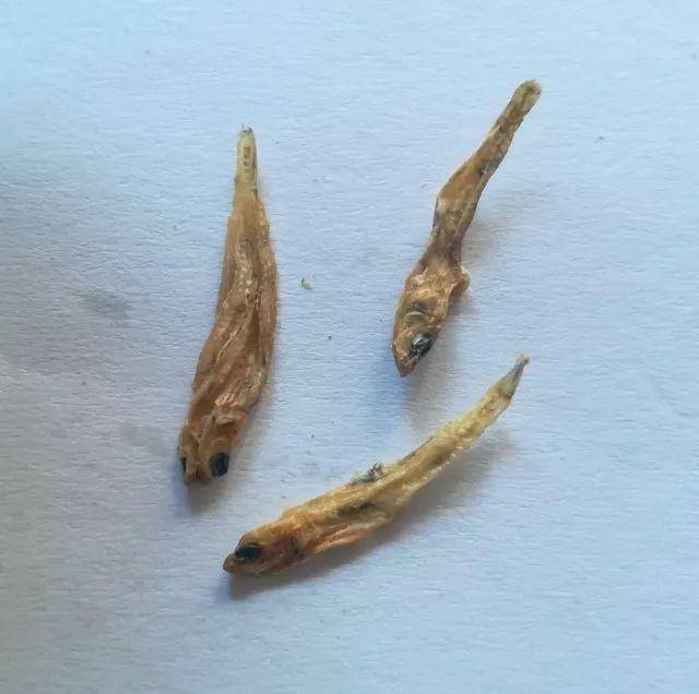 阳新美食系列(三):春鱼