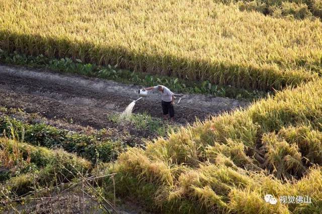 图中一位农民正在稻田间为蔬菜浇水.