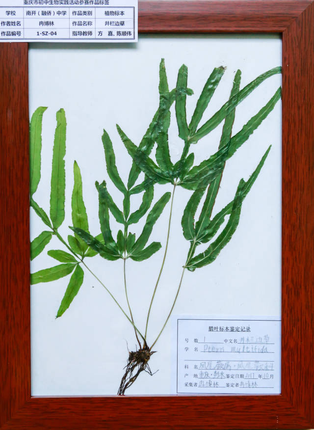 根据平菇和香菇成型的孢子印进行创作,以花为主题,"陌上花开,可缓缓