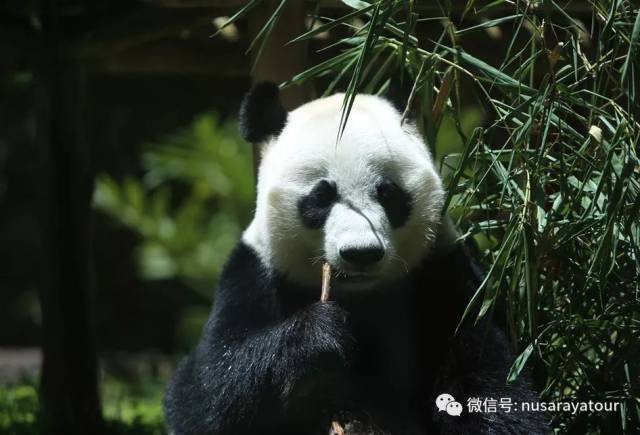 小伙伴们,快来一起逛逛茂物动物园的熊猫之家.