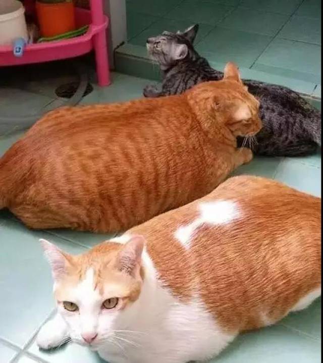 网友养了3只猫咪,分别是橘猫,橘白猫,狸花猫.