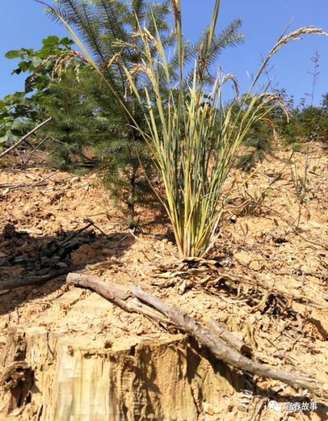 山上长禾宜春这株山稻是啥来头系首次发现种子局采样送检