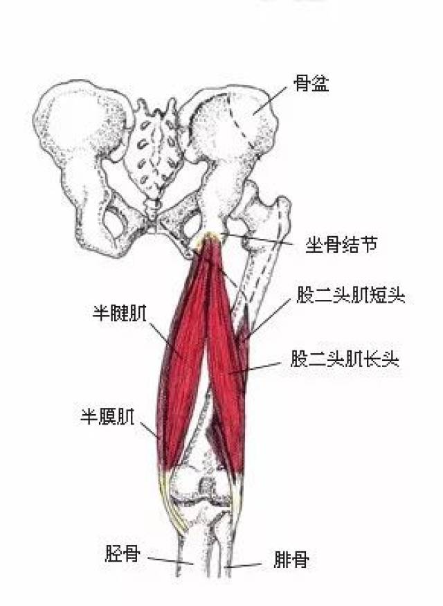 得先知道它们的解剖功能: 臀大肌和膎绳肌都是负责 让髋伸展的肌肉