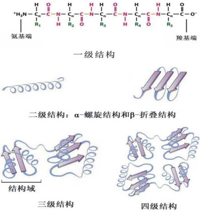 (三)蛋白质分子结构特征影响溶解度和体外消化率