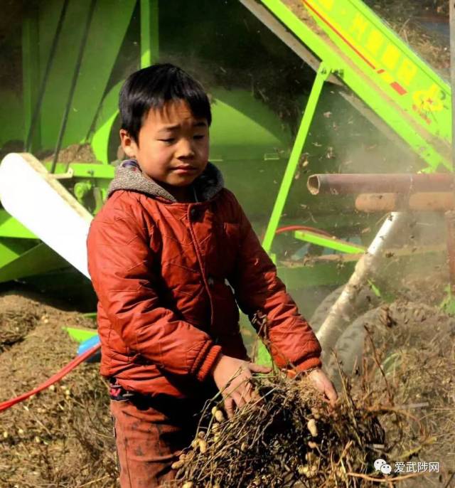 武陟黄河滩打花生场上小男孩的举动,让人泪奔忆童年