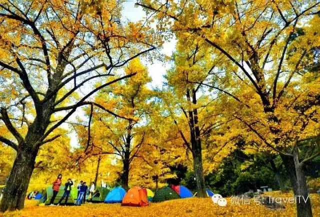 续写秋天的童话 地址:广西桂林灵川县海洋乡境内 最佳时间:11月中