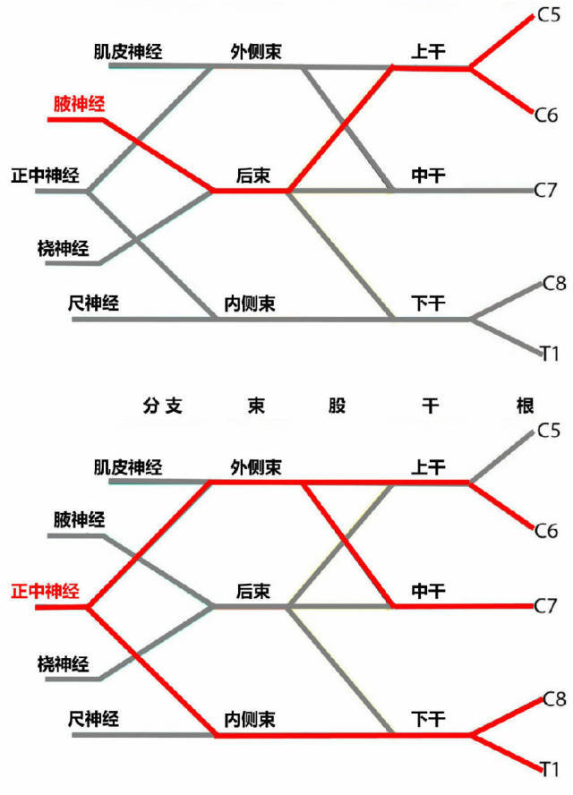 最全的神经丛及功能及臂丛的线条图解 2017-11-01 中西医适宜技术