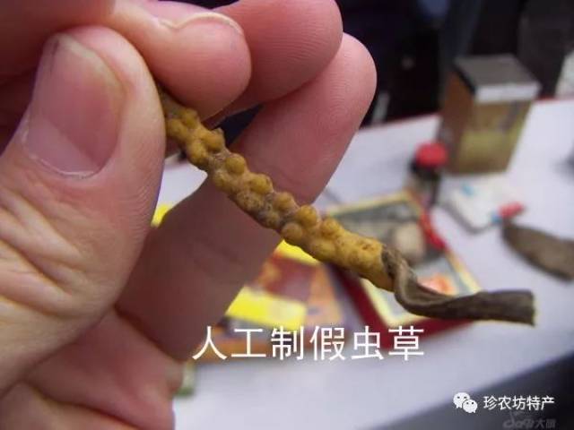 古尼虫草 亚香棒虫草的近亲特征:子座头部膨大且有分支,虫嘴尖,虫体