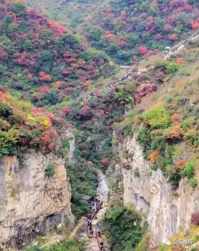 沿春鸢路往西北方向,路的西边就是银杏园,附近还有浮烟山森林公园