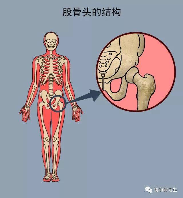 股骨头位于我们人体躯干与下肢的连接部位,是个枢纽.