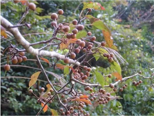 酸桐子赣州有地方也叫冬桃子 糖梨子 野柿子 八月拿的医疗作用