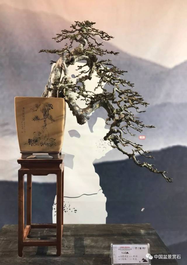 聚焦安徽"岁月留痕·吴家花园杯"盆景名家作品展隆重开幕!