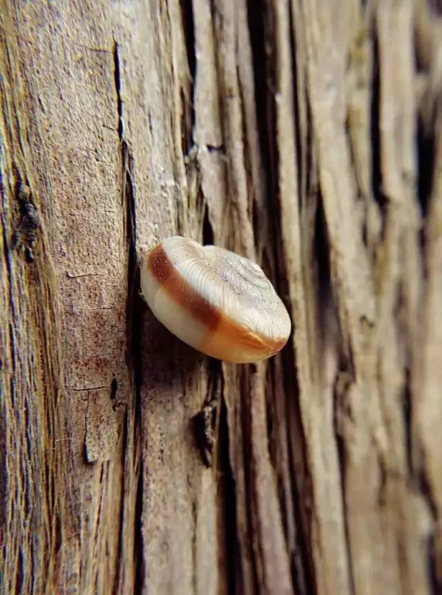 蜗牛的功效与作用 3c6531a152cf4d4f9744780934f757a3.jpeg