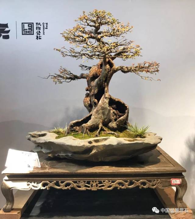 聚焦安徽"岁月留痕·吴家花园杯"盆景名家作品展隆重开幕!