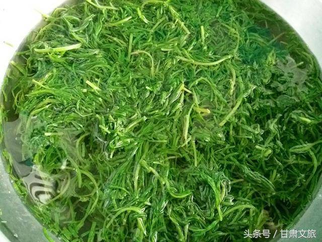 那些生长在甘肃大地上的野菜!你都见过吗?绝对的美味佳肴