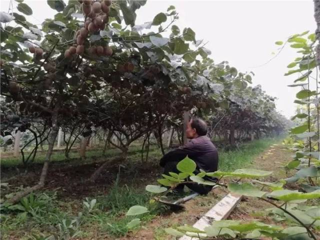 陕西连续大雨,周至猕猴桃急需采摘,不到1.5元就能买到