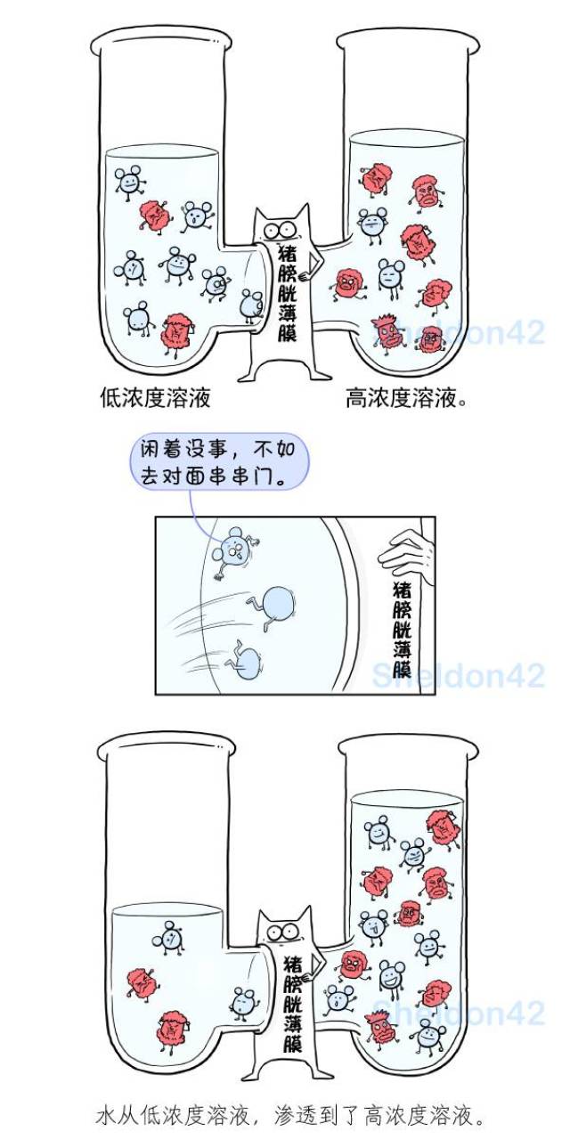 溶液，水就会自动从低浓度溶液，渗透到高浓度溶液中。这就是渗透现象。