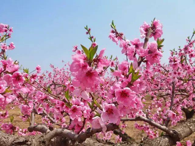漫步在桃花园,那一排排开满粉色花朵的桃树,弯枝如画,曲直有韵,风动娆