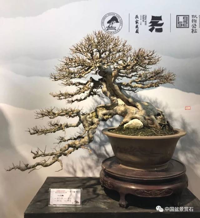 聚焦安徽|"岁月留痕·吴家花园杯"盆景名家作品展隆重