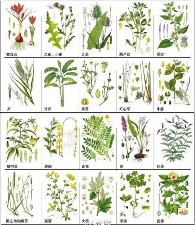 【中药辨识】148种中草药图例,拯救"眼盲"的你