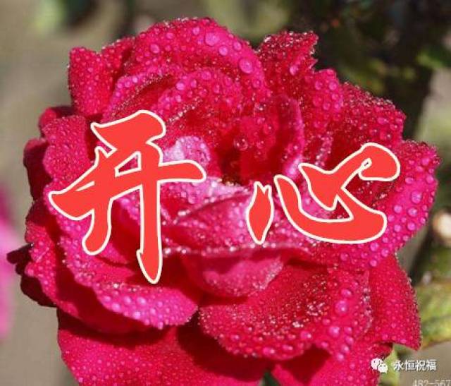 工作顺利,平安幸福 再送给你九朵好运花 愿你平安幸福 财气满满 快把