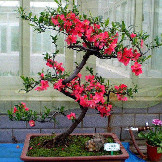 盆栽花卉名贵 e658df6d3c9b43109580ab42962fba62.jpeg