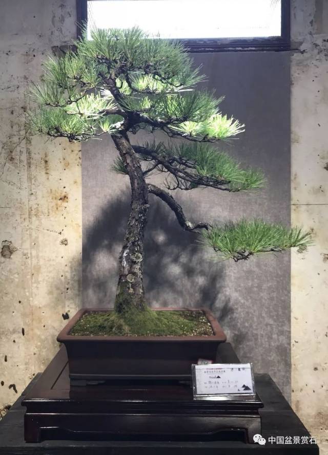 聚焦安徽|"岁月留痕·吴家花园杯"盆景名家作品展隆重