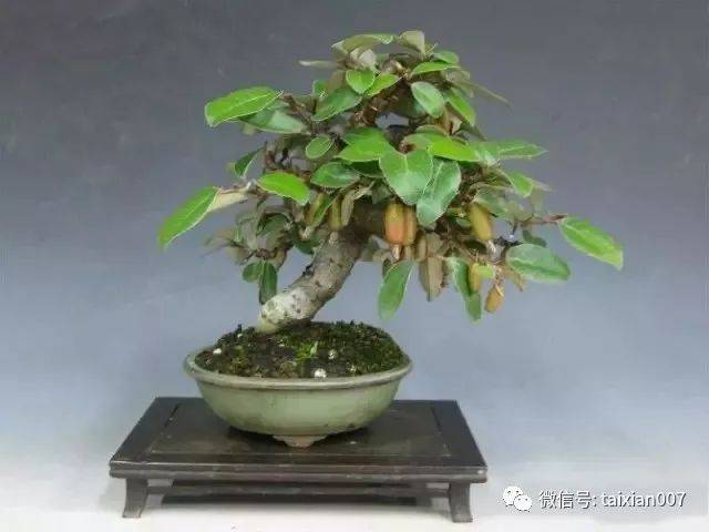 胡颓子盆景制作方法