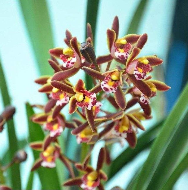 别名:蜜蜂兰,多花兰 分类:兰科花卉 科属:植物界被子植物门单子叶