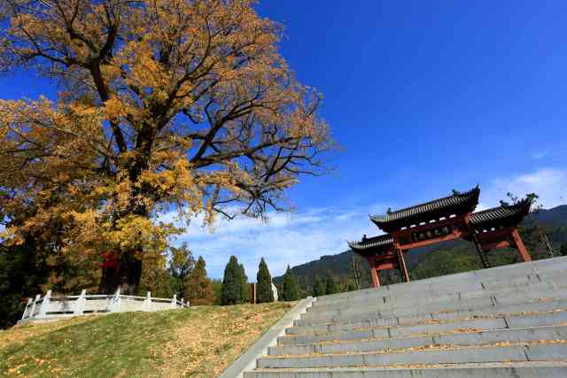 信阳黄柏山法眼寺 数名僧人银杏树下祈福国泰民安繁荣昌盛