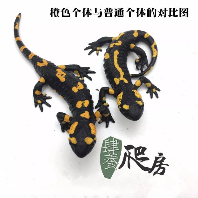 小火龙蝾螈怎么养好 7cfb9f03291241ba8b04902ca4eb2bc0.jpeg