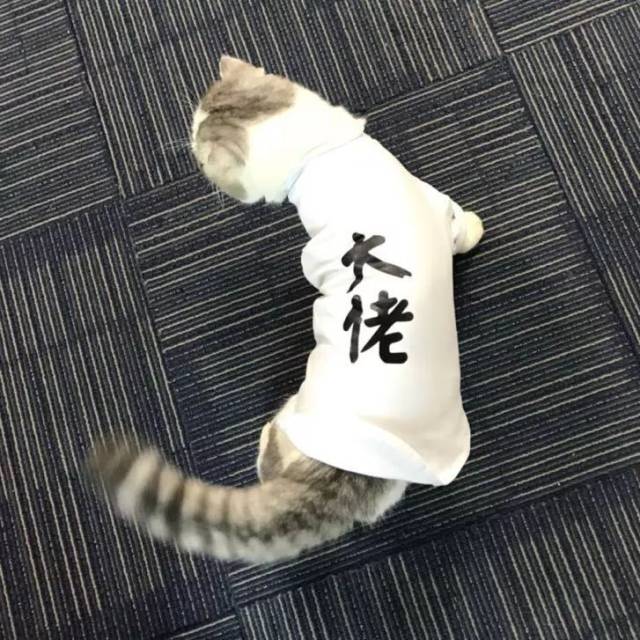 在爪爪办公室上班的大佬喵