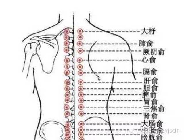 背部俞穴的分布