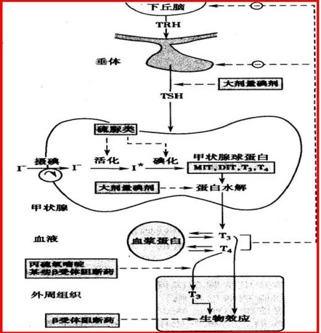 药理学丨甲状腺激素及抗甲状腺药