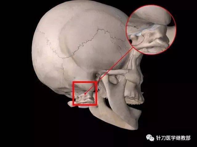 后枕部疼痛你要了解的几块肌肉和自我解决办法