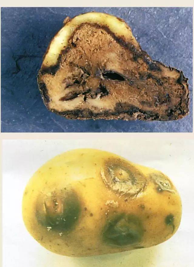 马铃薯软腐病解析:发生时期,症状,原因,防治措施