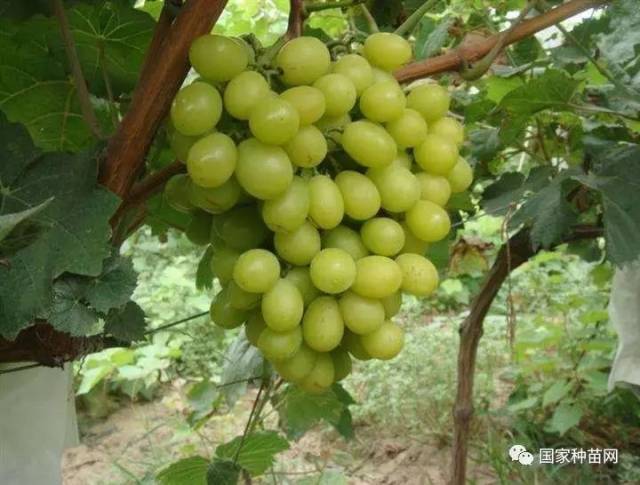 阳光玫瑰葡萄苗价格多少钱一株 3e370a55645b46af98f25002df8c6d96.jpeg