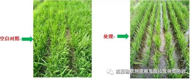 国内水稻田封杀型除草剂潜力产品—恶嗪草酮