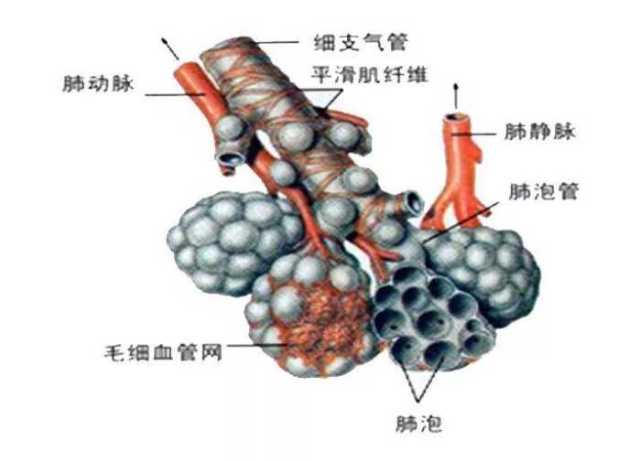 为什么一定要保护好孩子的肺呢?