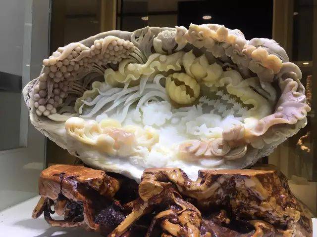 砗磲百科大全,你不知道的这里都有,太实用了