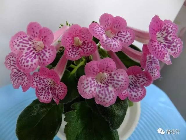 心仪之花(迷岩(三)