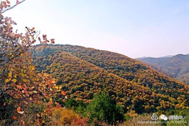 陵川红叶风景区 位于晋城市陵川县城南20公里的老槐树岭至夺火岭北段