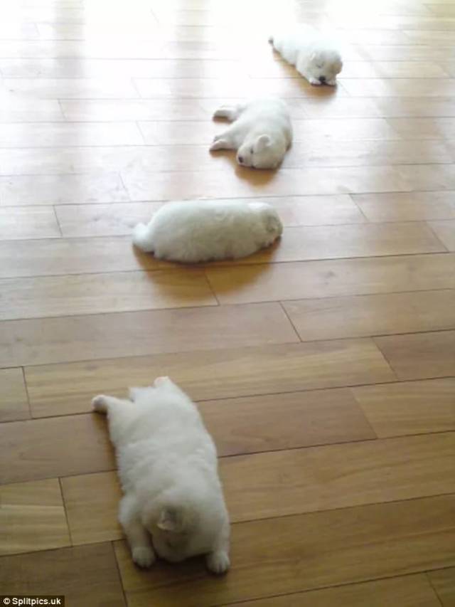 一组狗狗们累趴了的可爱萌照!